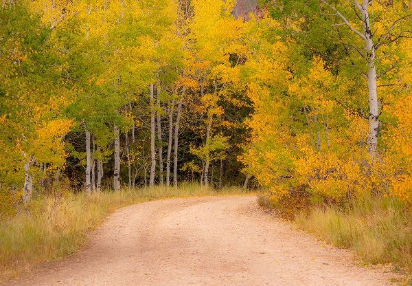 Gulin, Sylvia 아티스트의 USA-Idaho-Highway 36 west of Liberty dirt road and Aspens in autumn작품입니다.